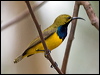 olivebacked_sunbird_170200