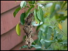 olivebacked_sunbird_184164