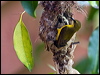 olivebacked_sunbird_184172