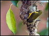 olivebacked_sunbird_184174