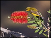 olivebacked_sunbird_189304