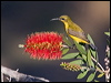 olivebacked_sunbird_189305