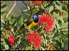 olivebacked_sunbird_189328