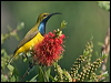 olivebacked_sunbird_189341