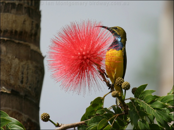 Olive-backed Sunbird olivebacked_sunbird_01246.psd