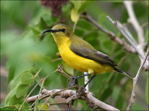 Olive-backed Sunbird olivebacked_sunbird_02286.psd