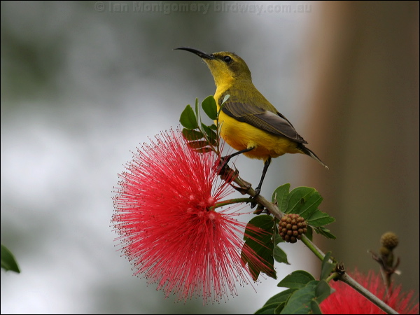 Olive-backed Sunbird olivebacked_sunbird_02301.psd