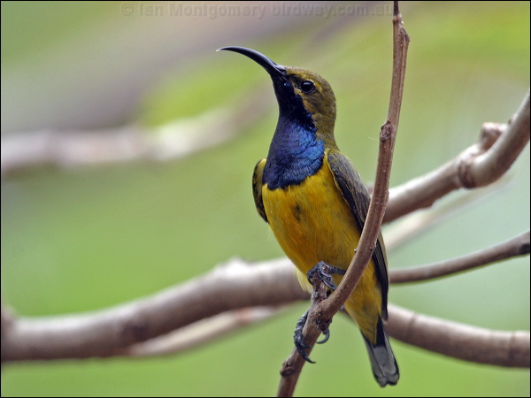 Olive-backed Sunbird olivebacked_sunbird_03149.psd