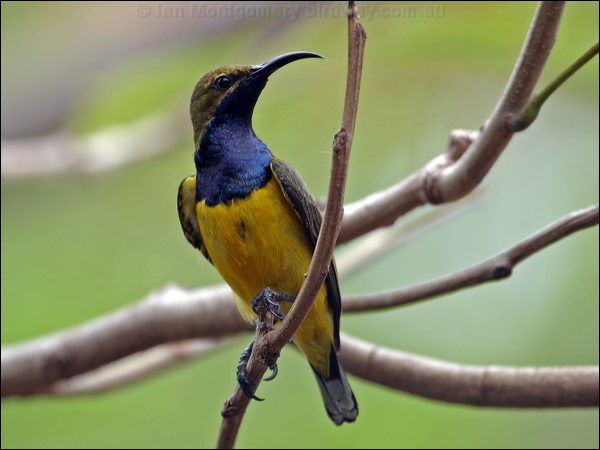 Olive-backed Sunbird olivebacked_sunbird_03150.psd