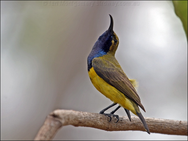 Olive-backed Sunbird olivebacked_sunbird_03153.psd