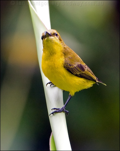 Olive-backed Sunbird olivebacked_sunbird_105435.psd