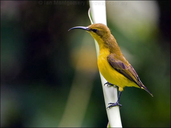 Olive-backed Sunbird olivebacked_sunbird_105436.psd
