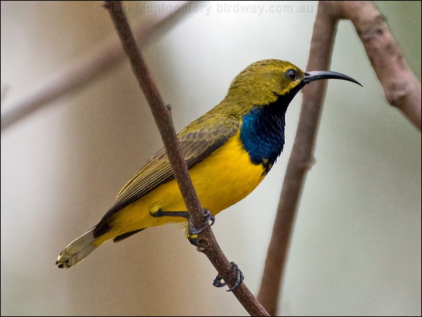 Olive-backed Sunbird olivebacked_sunbird_170200.psd