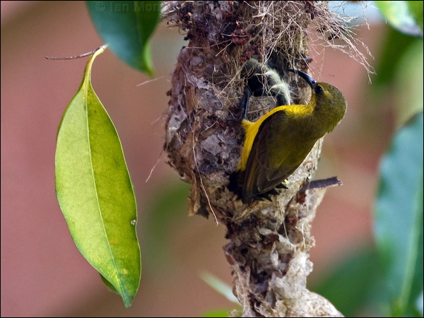 Olive-backed Sunbird olivebacked_sunbird_184172.psd