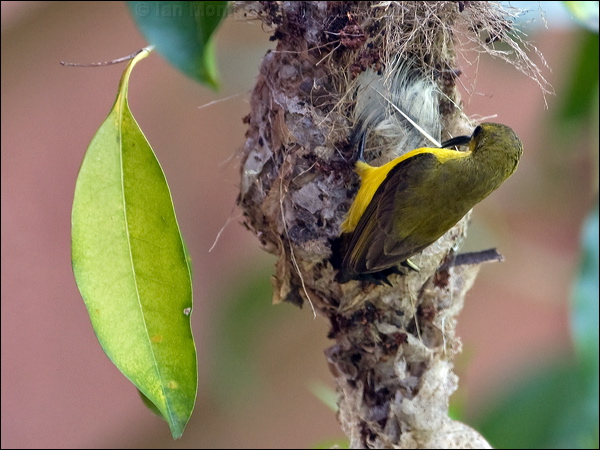 Olive-backed Sunbird olivebacked_sunbird_184174.psd