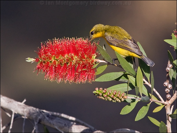 Olive-backed Sunbird olivebacked_sunbird_189304.psd