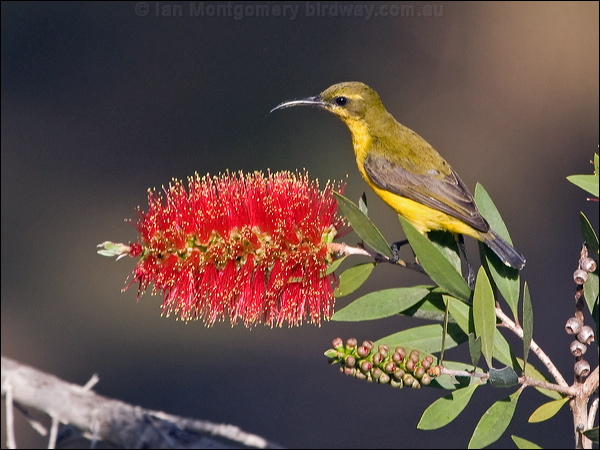 Olive-backed Sunbird olivebacked_sunbird_189305.psd