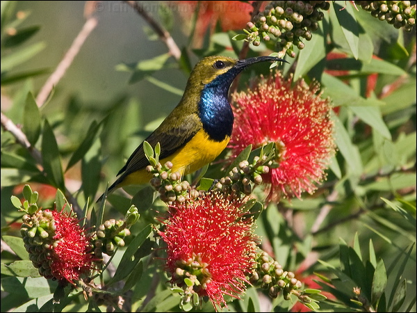 Olive-backed Sunbird olivebacked_sunbird_189328.psd