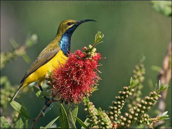 Olive-backed Sunbird olivebacked_sunbird_189341.psd