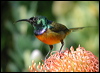 Click here to enter gallery and see photos of: Plain, Brown-throated, Ruby-cheeked, Orange-breasted, Olive-backed, Loten's, Malachite and Black-throated Sunbirds; Grey-breasted, Bornean and Streaked Spiderhunters.