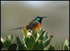 orangebreast_sunbird_04387