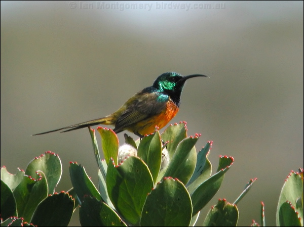 Orange-breasted Sunbird orangebreast_sunbird_04387.psd