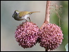 plain_sunbird_50227