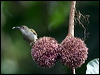 plain_sunbird_50602