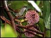 plain_sunbird_50985