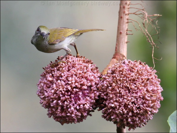 Plain Sunbird plain_sunbird_50227.psd