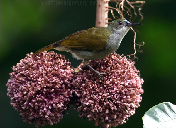 Plain Sunbird plain_sunbird_50621.psd