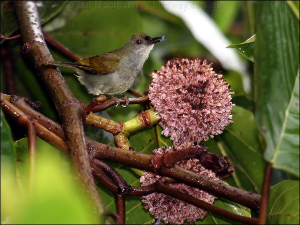 Plain Sunbird plain_sunbird_50985.psd