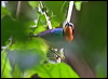 ruby_cheeked_sunbird_49023