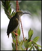 streak_spiderhunter_55394