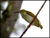 streak_spiderhunter_55935