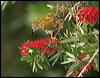 Click here to enter gallery and see photos/pictures/images of Streaked Spiderhunter