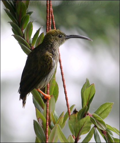 Streaked Spiderhunter streak_spiderhunter_55394.psd