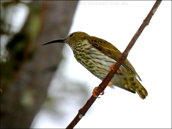Streaked Spiderhunter streak_spiderhunter_55935.psd