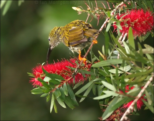 Streaked Spiderhunter streak_spiderhunter_56384.psd