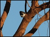 varied_sitella_80664