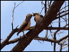 varied_sitella_83074
