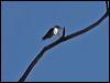varied_sitella_87580