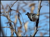 varied_sitella_88412