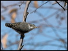 varied_sitella_88413