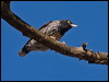 varied_sittella_156846