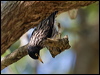 varied_sittella_156860