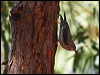 varied_sittella_90303