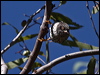 varied_sittella_90322