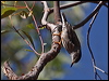 varied_sittella_90332