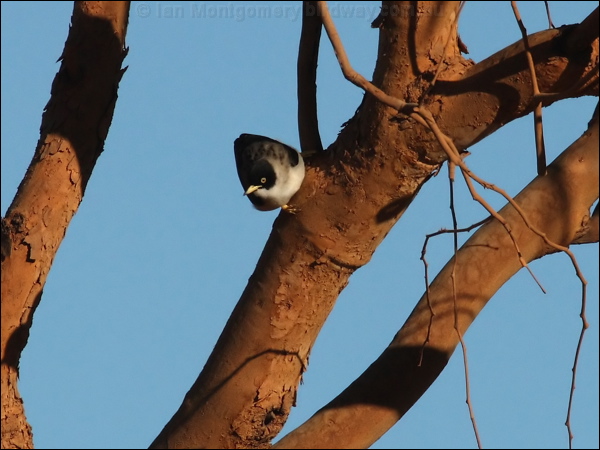 Varied Sittella varied_sitella_80664.psd